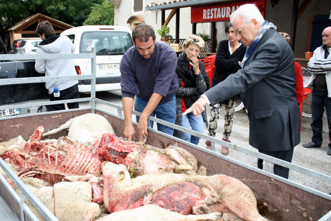 Un troupeau de moutons sauvagement attaqué à Authon Un troupeau de moutons sauvagement attaqué à Authon
