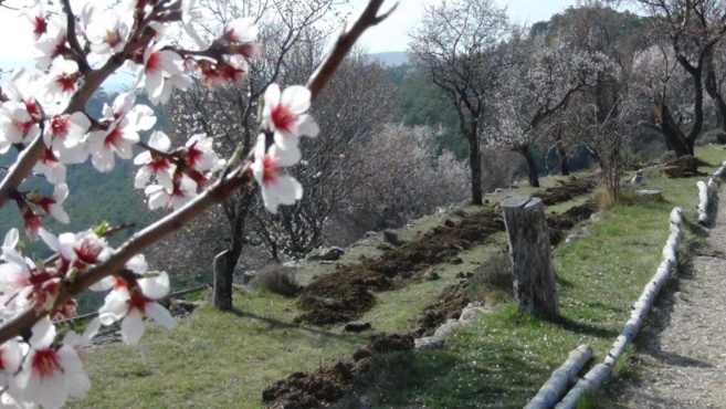 Village perché du Haut-Var, Bargème embellit ses restanques de plantations rustiques Village perché du Haut-Var, Bargème embellit ses restanques de plantations rustiques