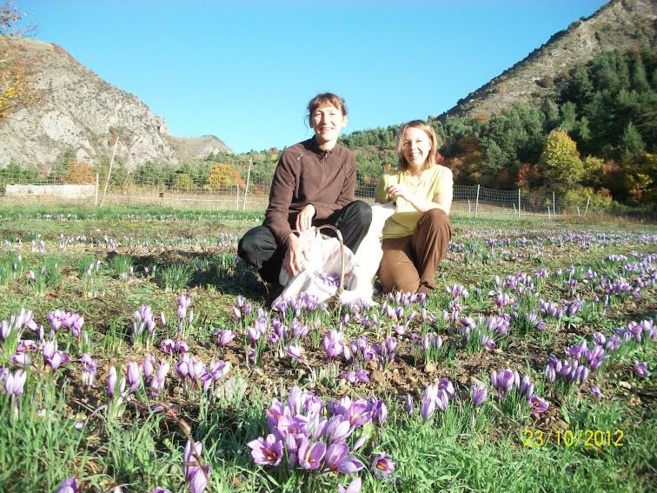 Rose-Marie Garcin cultive le safran à Bayons Rose-Marie Garcin cultive le safran à Bayons