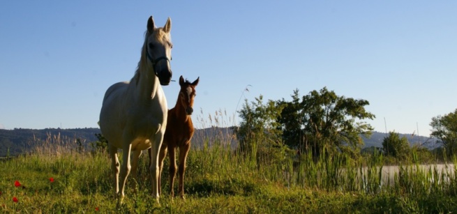 A pied, à cheval et à vélo, l’endurance dans tous ses états A pied, à cheval et à vélo, l’endurance dans tous ses états