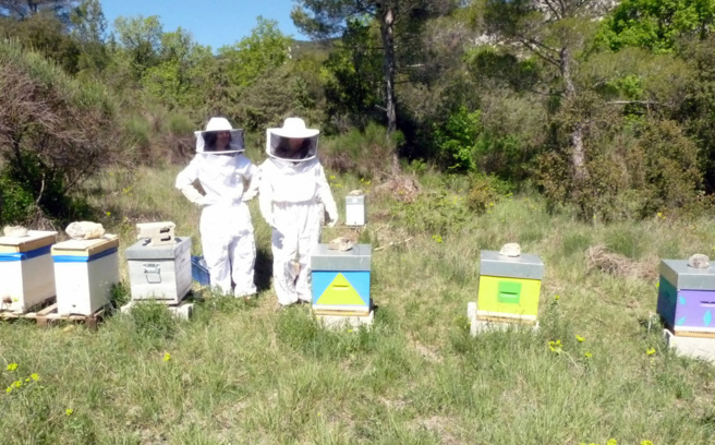 Amapi 04 entretient la passion des abeilles Amapi 04 entretient la passion des abeilles