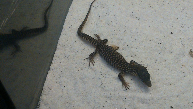 Avis aux amateurs d’arachnides et reptiles dans les Hautes Alpes. Avis aux amateurs d’arachnides et reptiles dans les Hautes Alpes.