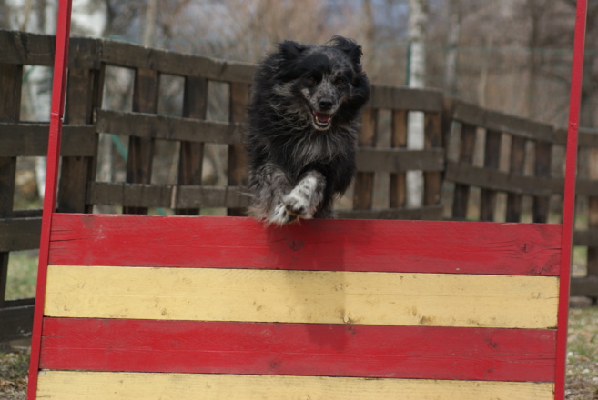 Une Asso qui a du chien… forcément ! Une Asso qui a du chien… forcément !