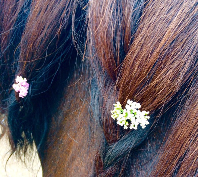 Le grand aigle pour descendre de la montagne à cheval… Le grand aigle pour descendre de la montagne à cheval…