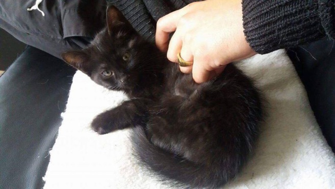 Germaine : une association qui a du... chat !