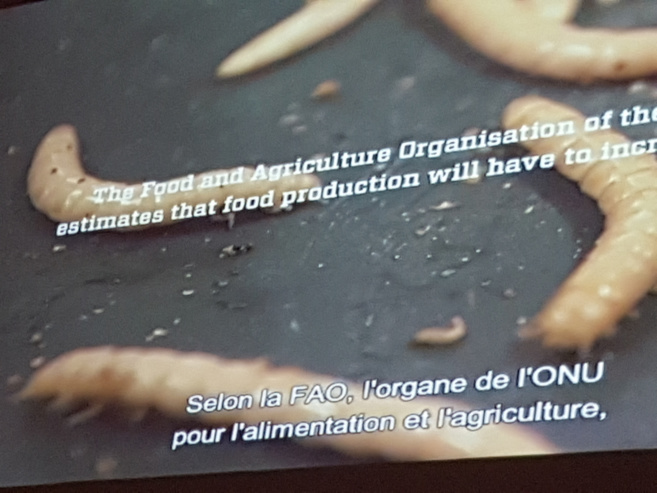 Les insectes, une voie alimentaire à explorer et développer Les insectes, une voie alimentaire à explorer et développer