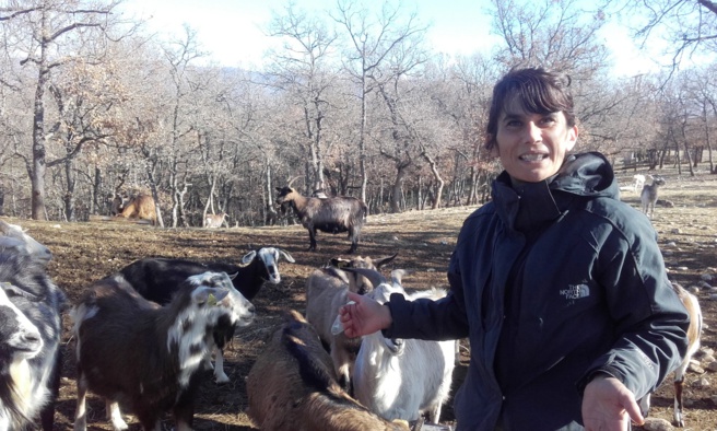 A Roumoules, les chèvres d’Aurélie sont privées de sortie ! A Roumoules, les chèvres d’Aurélie sont privées de sortie !