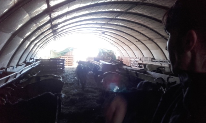 A Roumoules, les chèvres d’Aurélie sont privées de sortie ! A Roumoules, les chèvres d’Aurélie sont privées de sortie !