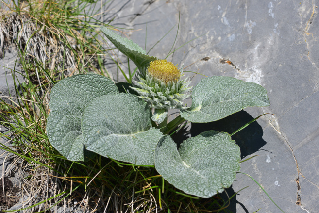 La botanique valeur essentielle des Alpes du Sud La botanique valeur essentielle des Alpes du Sud