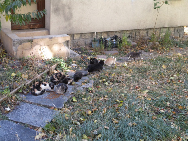 Comment limiter la prolifération de chats errants à Briançon ? Comment limiter la prolifération de chats errants à Briançon ?