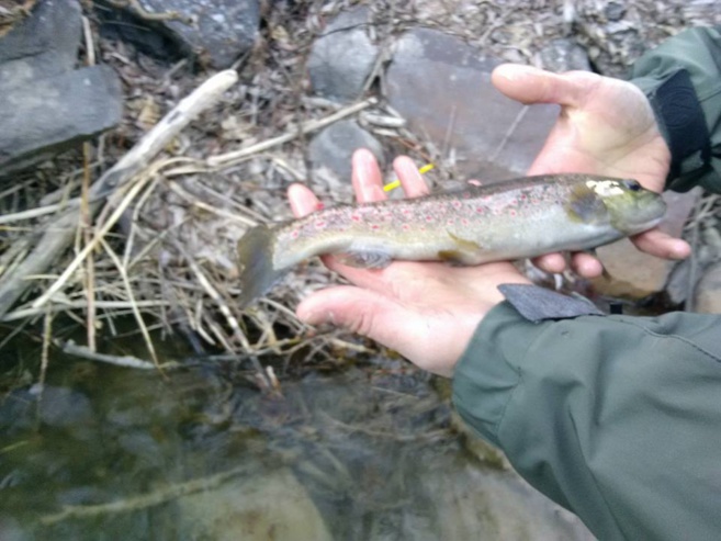 Gardez la ligne en pêchant dans les Hautes-Alpes ! Gardez la ligne en pêchant dans les Hautes-Alpes !