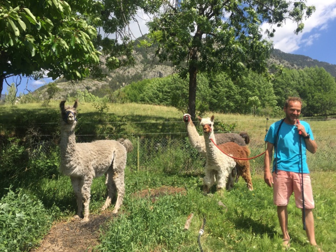 Promenade en lamas à Villard Saint-Pancrace Promenade en lamas à Villard Saint-Pancrace
