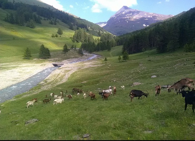 Une fromagerie médaillée à Cervières ! Une fromagerie médaillée à Cervières !