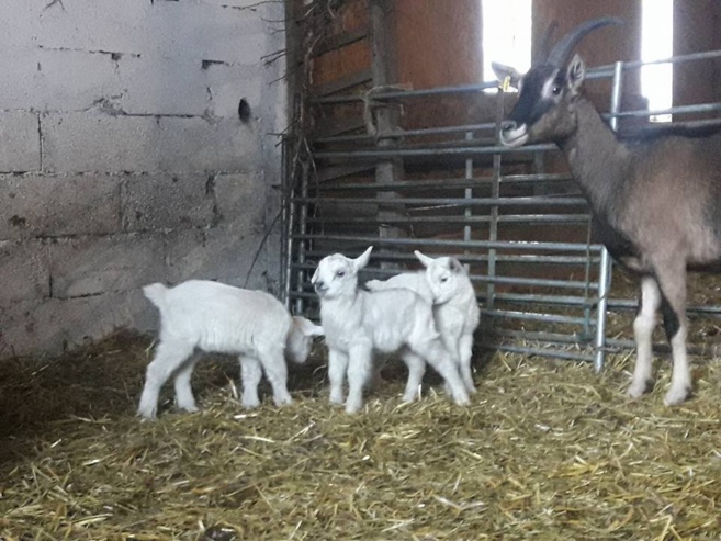 Venez visiter une exploitation agricole ! Venez visiter une exploitation agricole !