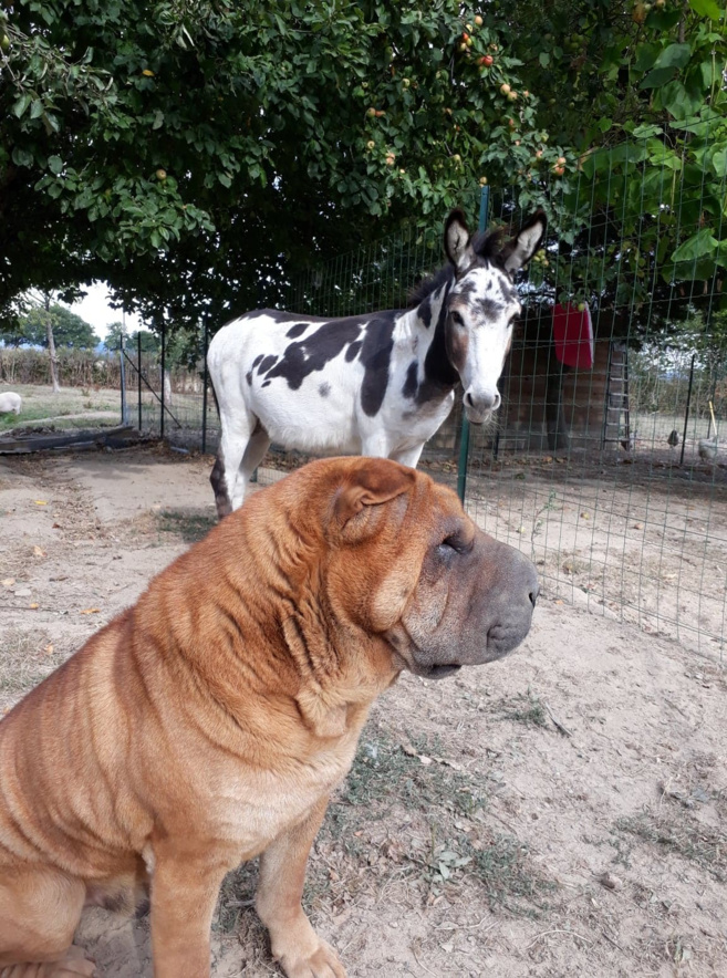 IBERNATUS avec son ami :) IBERNATUS avec son ami :)