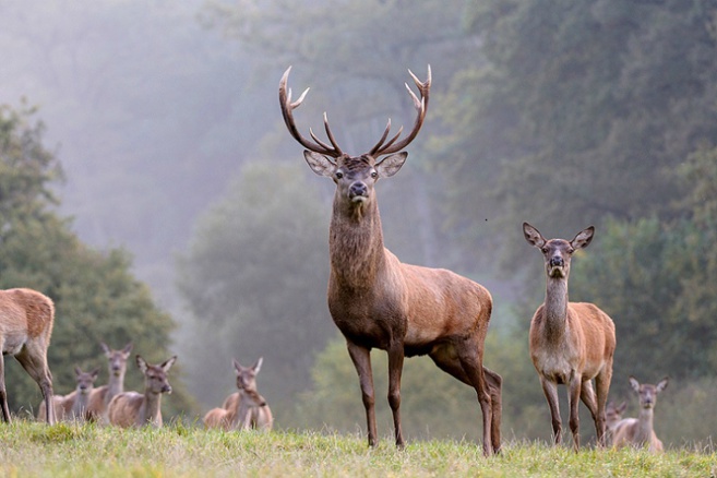 Les Bois de cerfs, une curiosité fantastique ! Les Bois de cerfs, une curiosité fantastique !