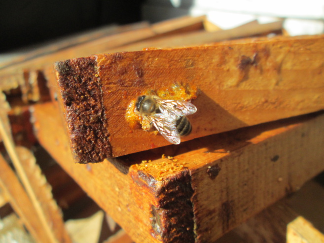 Partons à la découverte du monde fascinant des abeilles Partons à la découverte du monde fascinant des abeilles