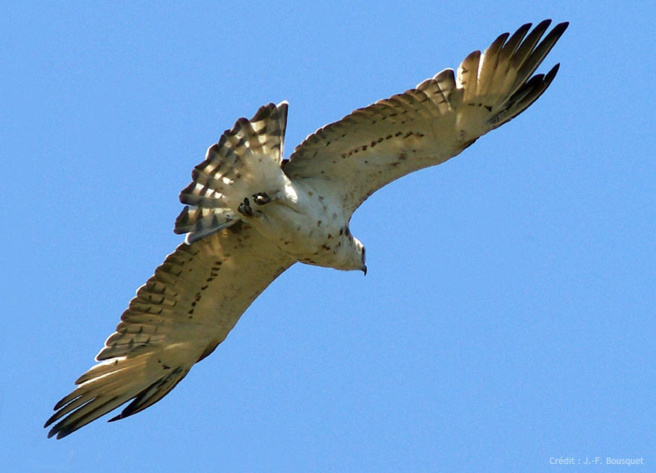 Découverte du Circaète Jean Leblanc Découverte du Circaète Jean Leblanc
