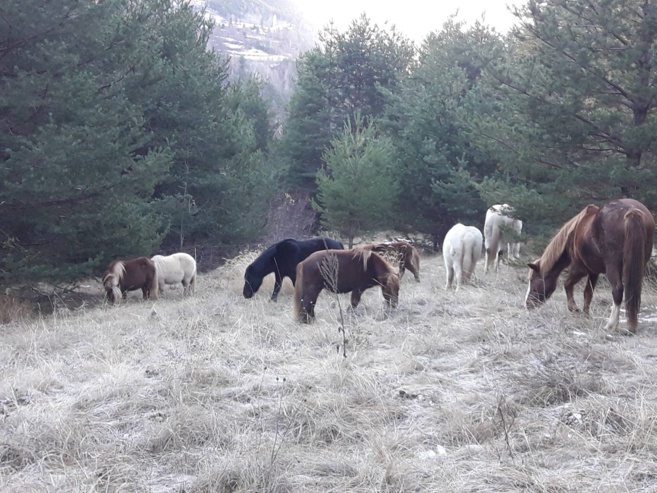 Des jeunes enfants cavaliers ! Des jeunes enfants cavaliers !