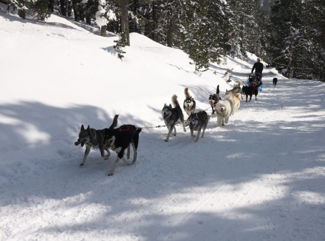 Nanook, la magie et la tendresse des chiens de traineau Nanook, la magie et la tendresse des chiens de traineau
