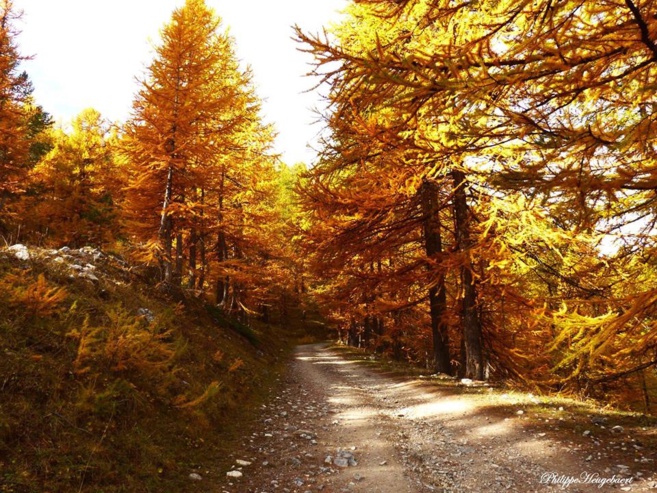 Le mélèze, un arbre plein de qualités Le mélèze, un arbre plein de qualités