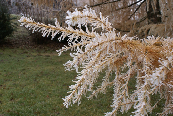 Le mélèze, un arbre plein de qualités Le mélèze, un arbre plein de qualités