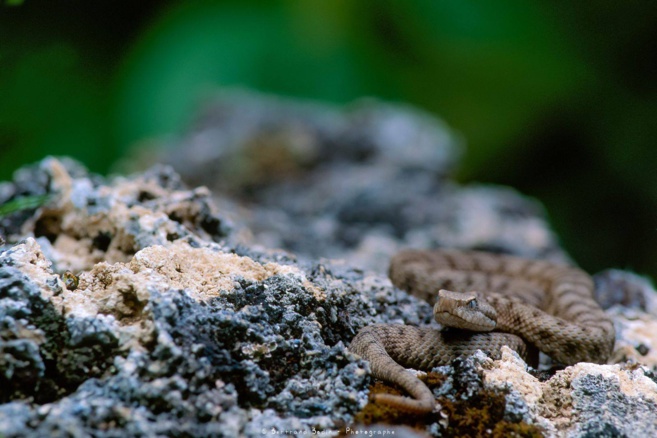 Vipère Aspic ©Bertrand Bodin Vipère Aspic ©Bertrand Bodin