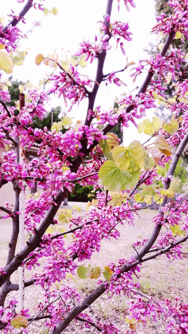 Dans les jardins secrets de Cath & Rina Dans les jardins secrets de Cath & Rina