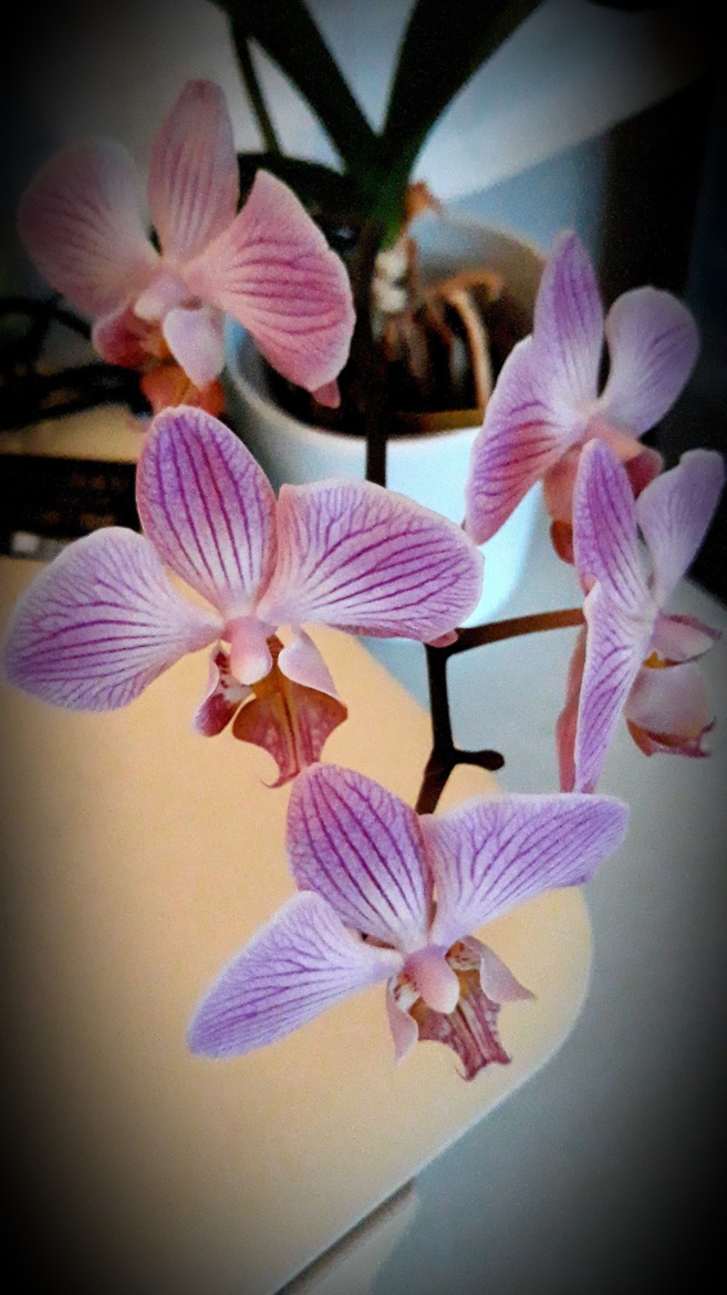 Dans les jardins secrets de Cath & Rina Dans les jardins secrets de Cath & Rina