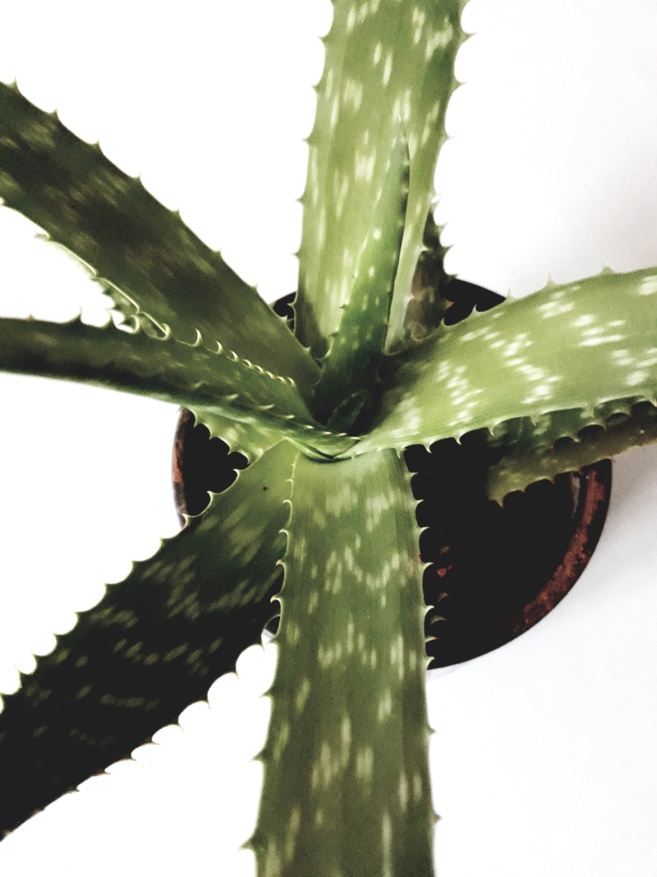 Dans les jardins secrets de Cath & Rina Dans les jardins secrets de Cath & Rina