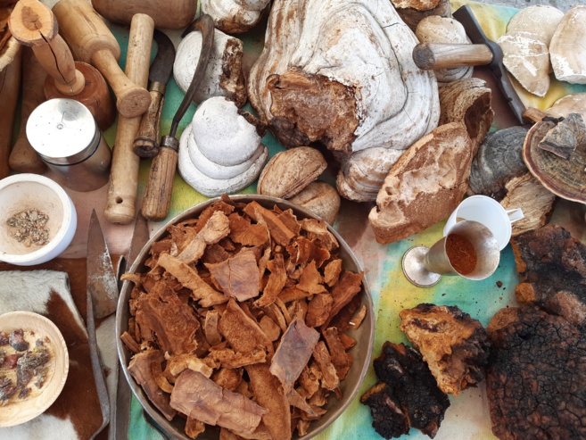 Une culture oubliée : l’Amadou Une culture oubliée : l’Amadou