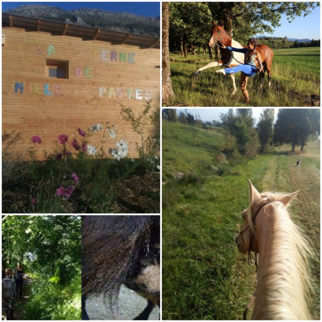 La Ferme des Mille Pattes, royaume du cheval à Gap ! La Ferme des Mille Pattes, royaume du cheval à Gap !