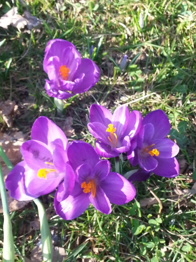 L’aromathérapie une méthode radicale et naturelle L’aromathérapie une méthode radicale et naturelle