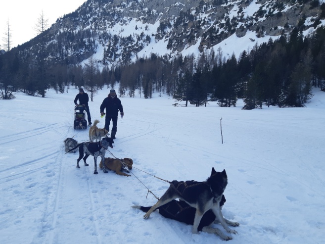 Essayez-vous à la conduite d’attelage de chiens de traineau Essayez-vous à la conduite d’attelage de chiens de traineau