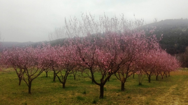 Des marchés annulés, maraîchers sinistrés Des marchés annulés, maraîchers sinistrés