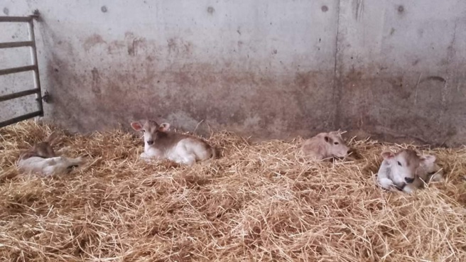 Les Briançonnais soutiennent les producteurs pendant le COVID-19 Les Briançonnais soutiennent les producteurs pendant le COVID-19