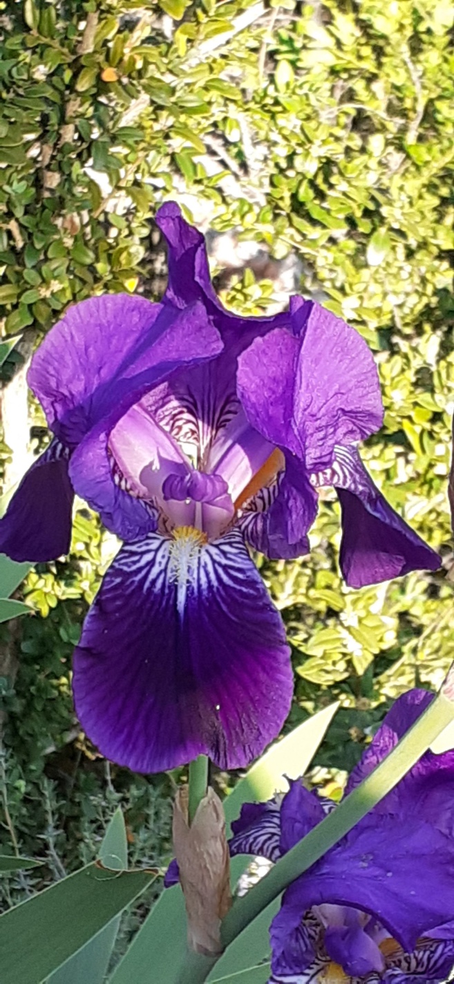 L'arrivée du Printemps Flowers by Caro 1 L'arrivée du Printemps Flowers by Caro 1