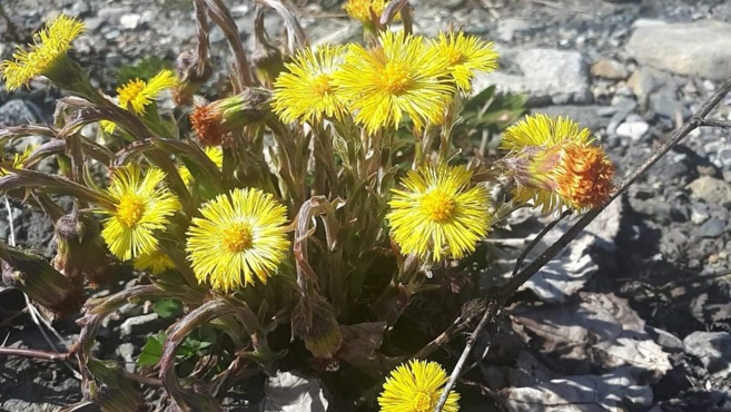 Les confinés… libres ! Les confinés… libres !