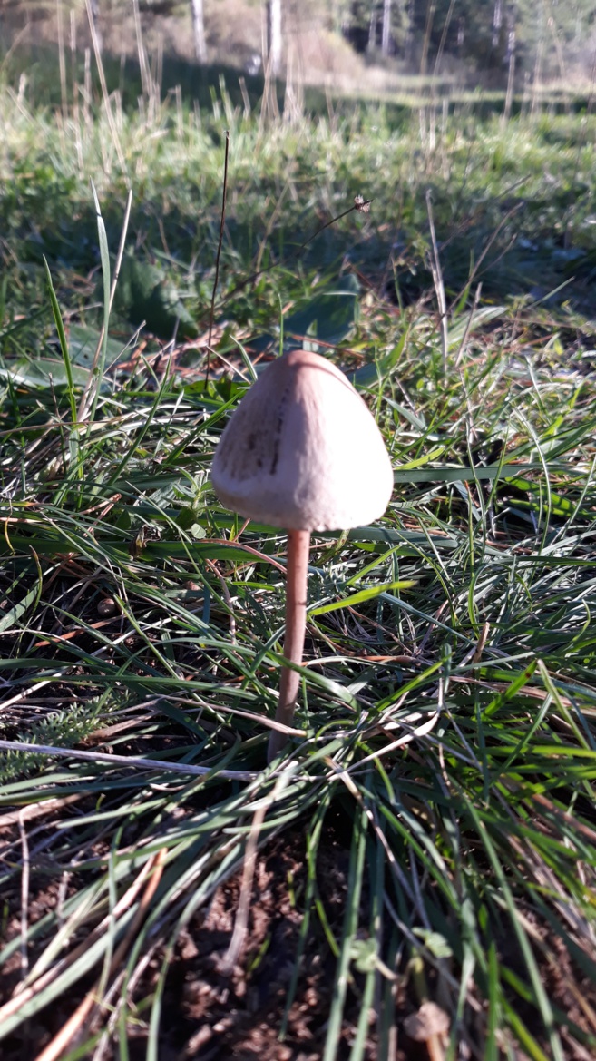 Les confinés… libres ! Les confinés… libres !