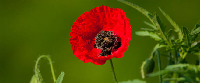 Les coquelicots mobilisés malgré le confinement Les coquelicots mobilisés malgré le confinement