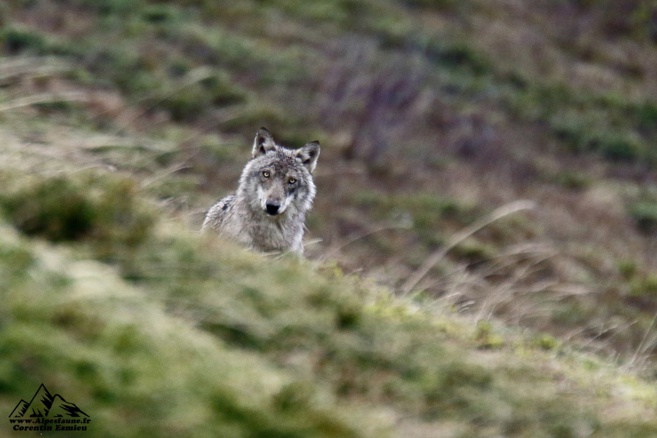 Corentin Esmieu a photographié une meute de loups pendant quatre ans Corentin Esmieu a photographié une meute de loups pendant quatre ans