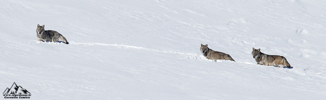 Corentin Esmieu a photographié une meute de loups pendant quatre ans Corentin Esmieu a photographié une meute de loups pendant quatre ans