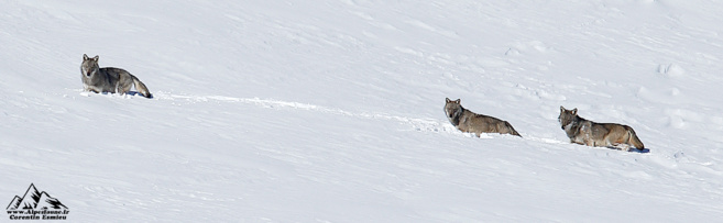 Corentin Esmieu a photographié une meute de loups pendant quatre ans
