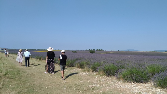 « La lavande sur le plateau de Valensole » « La lavande sur le plateau de Valensole »