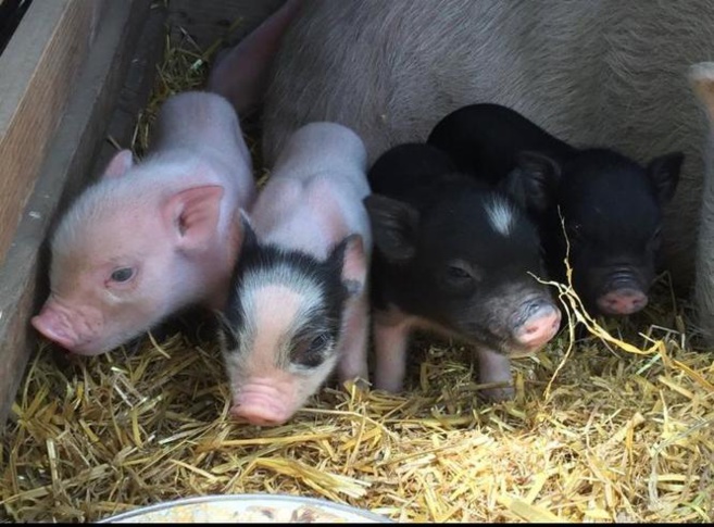 Le rêve d’enfant d’Axelle est devenu réalité Le rêve d’enfant d’Axelle est devenu réalité