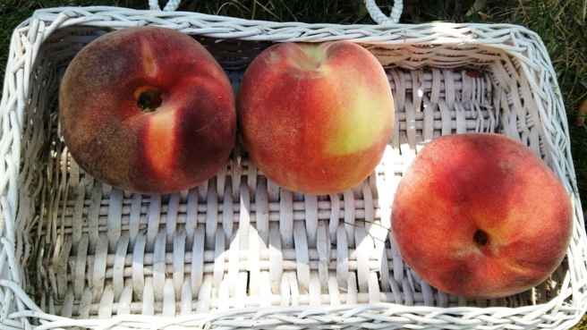 Conte : Les 3 pêches de mai Conte : Les 3 pêches de mai