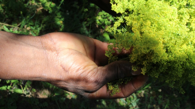 Des low-techs pour la rencontre et la résilience Des low-techs pour la rencontre et la résilience