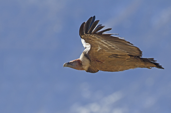 Vautour fauve (c) Robert Balestra Vautour fauve (c) Robert Balestra