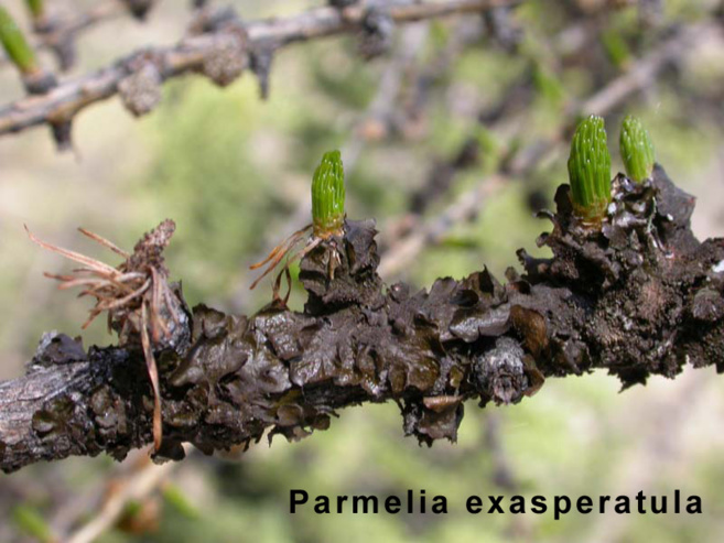 A la découverte de la région avec Arnica Montana A la découverte de la région avec Arnica Montana