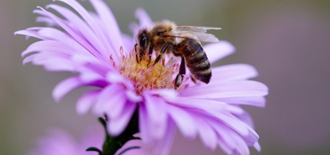 Pour un département sans pesticide Pour un département sans pesticide